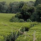 A Kenyan tea crop shows the green side of Africa