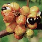 Medicinal products derived from Brazil's guarana plant (<I>Paullinia cupania</I>) have been patented in the United States