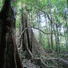 Microbes in soil release carbon dioxide
