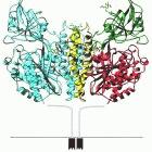 The structure of the TfR1 receptor