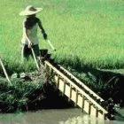 Chinese farmer using hand-pump to draw water from canal