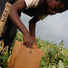 Harvesting matured cowpea pods