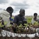 Harvesting groundnut