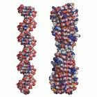 Copy-cat: DNA and MfpA