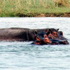 Hippos in the Zambezi River