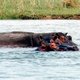 Hippos in the Zambezi River Hippos in the Zambezi River