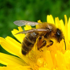 Abeja melífera