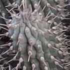 Thorny problem: sharing the benefits of research on plants such as <i>Hoodia</i> remains controversial