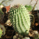 <i>Hoodia gordonii</i>