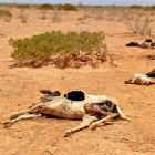 Carcasses of dead sheep and goats in Somaliland