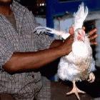 India's poultry industry continues to deny there was a bird flu outbreak