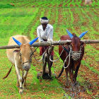 Indian farmer