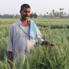Indian maize farmer