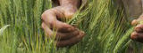 An Indian wheat farmer - Flickr/CIMMYT