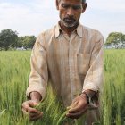 An Indian wheat farmer