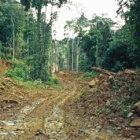 A logging road in Kalimantan, Indonesia