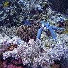 Indonesian coral reef