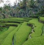 Terraced rice farm in Bali, Indonesia