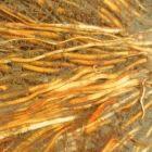 Iron deposits, visible as a reddish coating, on rice roots.