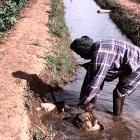 Irrigation channel in Senegal