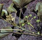 Jatropha curcas could be used as a source of biofuel