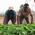 Jatropha nursery in Senegal