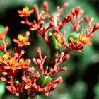 Jatropha is an attractive crop for biofuel production in West Africa