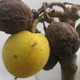 Jatropha curcas