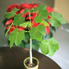 Jatropha curcus