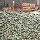 Kenya's agricultural exports could suffer without a biosafety law