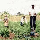 Small-scale farmers don't often learn about advances in technology
