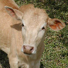 Kenyan cow