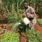 Kenyan farmer watering tree seedlings