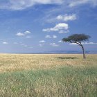 Kenyan grasslands