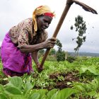 Kenyan farmer