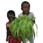 Children with napier grass