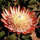 Research suggests that climate change will threaten South Africa's king protea 