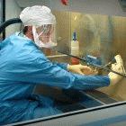 The modifying agent should improve bird flu vaccines