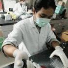Checking poultry samples for H5N1 in Thailand
