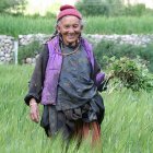 A Ladakh woman farming A Ladakh woman farming