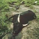 Cow suffocated by the 1986 gas burst at Lake Nyos