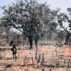 Trade-off: clearing trees to make way for cotton farming, Burkina Faso