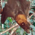 The flying fox fruit bat carries Nipah virus, which can be fatal in humans