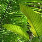 The forest is rich in biodiversity and a source for timber and carbon trading