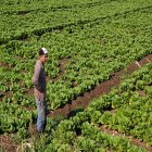 Lebanese farmer with crops
