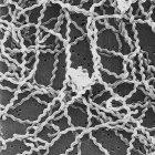 Scanning electron micrograph of <i>Leptospira</i>