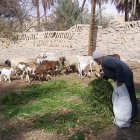 Libyan farmer feeding animals