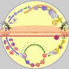 A compound derived from tree bark could potentially treat early-stage malaria