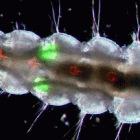 The gonads of male mosquito larvae glow green, thanks to the jellyfish gene (bigger image below)