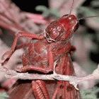 Locusts can consume their own bodyweight in a day